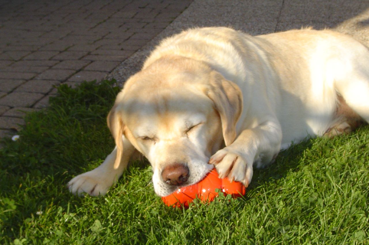 Zen Dog Training Blog: Help! My Dog Chews EVERYTHING!