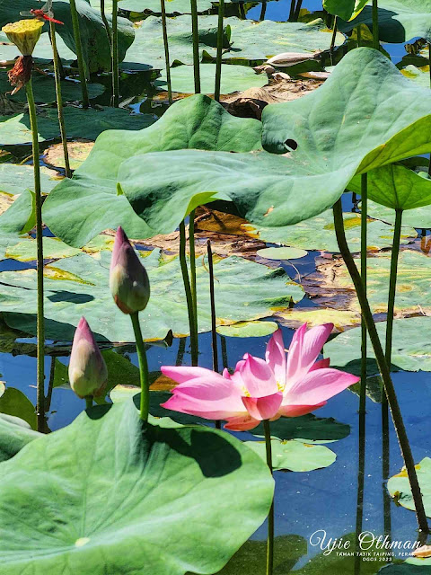 Taman Tasik Taiping - Taiping Lake Gardens