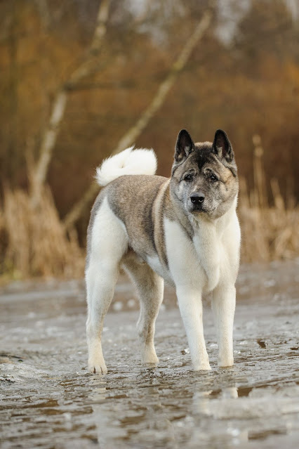 Akita Best Family Protection dogs