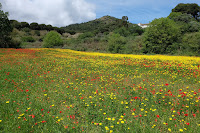 Espectacular colorido en un prado de flores del Parque  Natural Montnegre-Corredor en Pineda de Mar. 