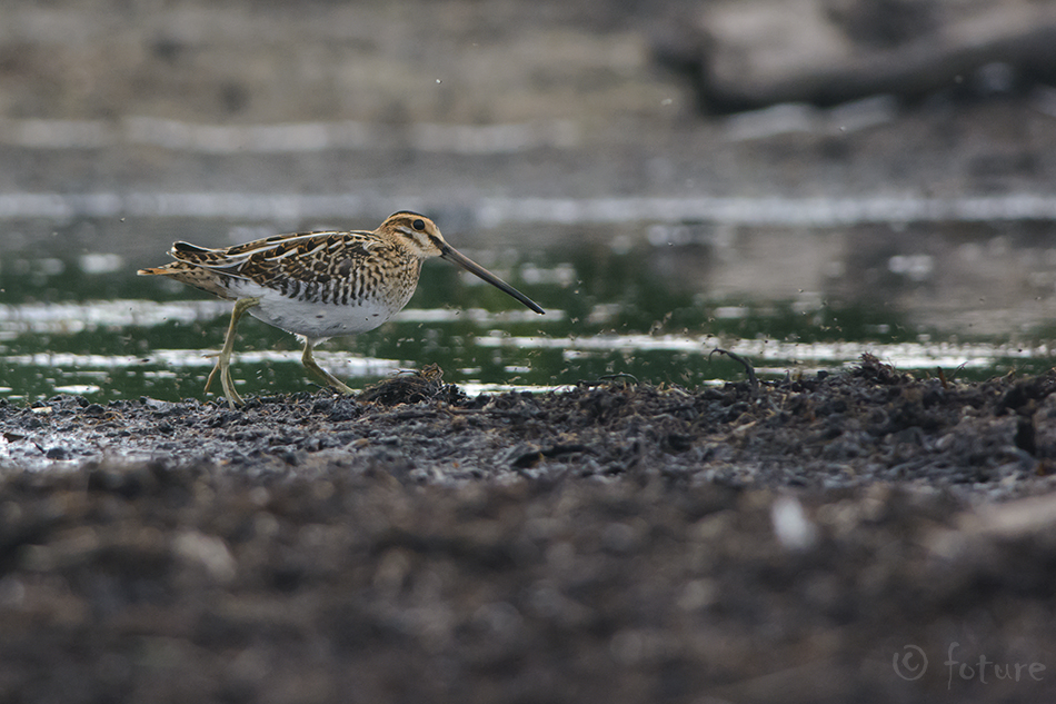 Tikutaja, Gallinago gallinago, Common Snipe, Fantail, Taevasikk, Capella