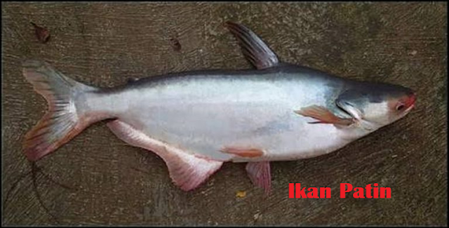  Inilah Jenis Ikan Yang Mengandung Protein Tinggi | ikan patin