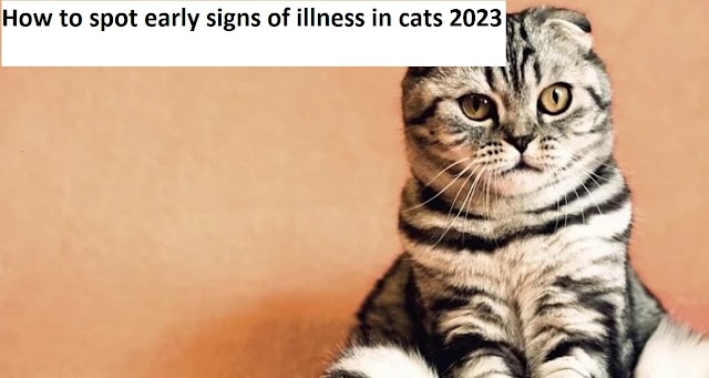 How to spot early signs of illness in cats 2023