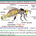 தேனீ பற்றி குர்ஆன் கூறும் அறிவியல் .