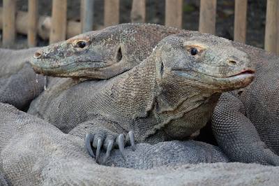 Naga Komodo di Nusa Tenggara Timur, Indonesia