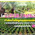 SUPER FAMILY ปาล์มน้ำมันลูกผสมเทเนอร่า จากพ่อแม่พันธุ์โคลนนิ่ง (Semi Clonal) ผลผลิตสูงกว่าเดิม 15%