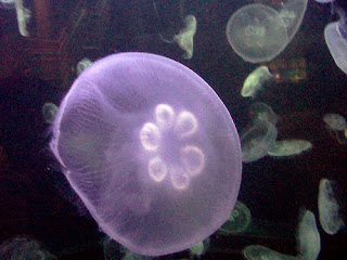 Beautiful_Jellyfish