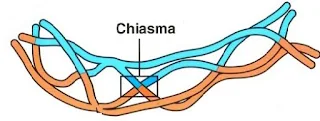 Chiasmata