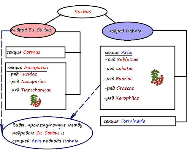 Рябина (Sorbus)