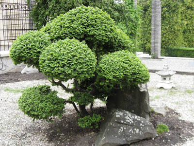 Bonsai tree in Japanese garden