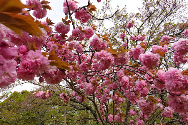 鳥取県米子市久米町　湊山公園　カンザン (関山）