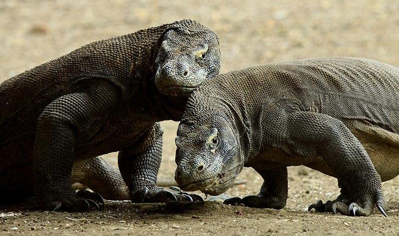 Monster Animal Komodo Dragon Hewan Langka Asli Indonesia