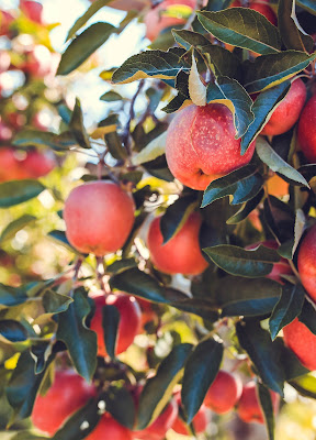 teeth whitening with apple