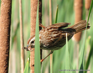 Song Sparrow