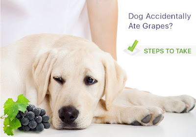 Grapes Can Be Toxic For Dogs