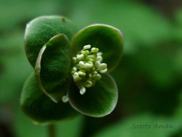 Anemone flaccida