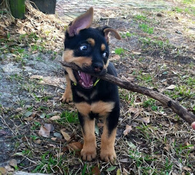 Rottweiler Mix Puppies For Sale Near Me