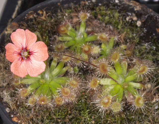 Drosera pulchella on my windowsill in Hayes.  Bought as gemmae in December 2010.  The leaf rosettes are 2cm across, the flower is 12mm across.  7 May 2013.