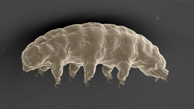 tardigrade-hewan-mikroskopik-tertangguh-astronomi