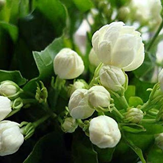 7 Jenis Bunga  yang Bisa Dibuat Menjadi Parfum Alami Toko 