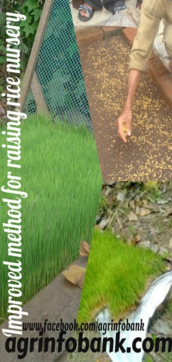 Improved method for raising rice nursery