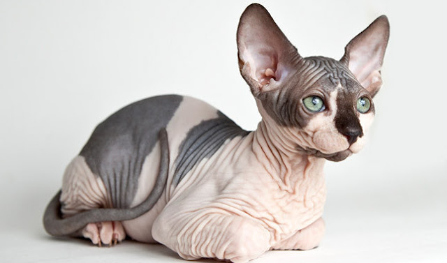 Sphynx