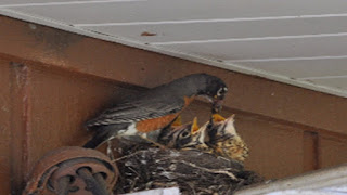 Robins in nest