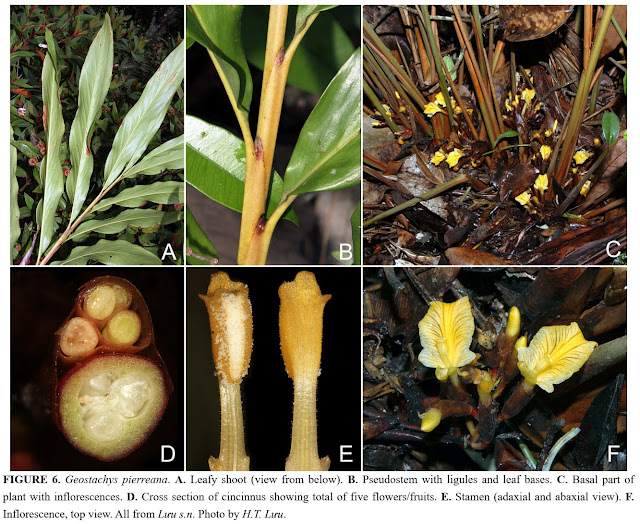 Geostachys pierreana Gagnepain