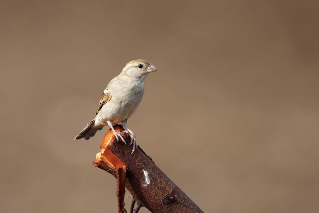 House Sparrow (चिड़िया, घरेलू गौरैया) - Passer domesticus