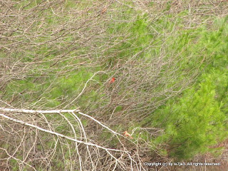 Northern Cardinals