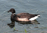 Brant, Morro Bay, CA  – Alan Schmierer