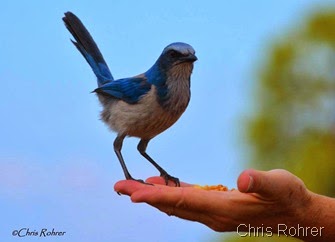 19. Chris 3-20-14 FL scrub jay photo