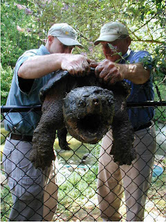 Biggest Alligator Snapping Turtle