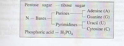 RNA molecule _Composed