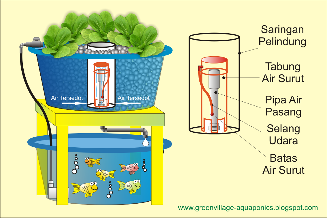 akuaponik aquaponik  hidroponik akuakultur ikan 