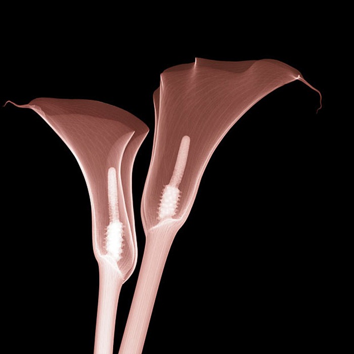 X Ray Flowers...***EXCLUSIVE***
UNSPECIFED - UNDATED: Lilies, coloured X-ray.
These mesmerising shots are the fruit of years of careful experimentation by artist Hugh Turvey, using x-rays to really get under the surface of things. The technique, which came about thanks to a chance commission from a musician friend who wanted an x-ray image, has been 14 years in the making and has now been so well honed by Hugh that his work is becoming highly sought after. The flowers are the latest in a long line of subjects, including motorbikes, suitcases and stiletto-clad feet.
PHOTOGRAPH BY SPL / BARCROFT MEDIA LTD
UK Office, London.
T +44 845 370 2233
W www.barcroftmedia.com
USA Office, New York City.
T +1 212 564 8159
W www.barcroftusa.com
Indian Office, Delhi.
T +91 114 653 2118
W www.barcroftindia.com
Australasian & Pacific Rim Office, Melbourne.
E info@barcroftpacific.com
T +613 9510 3188 or +613 9510 0688
W www.barcroftpacific.com
