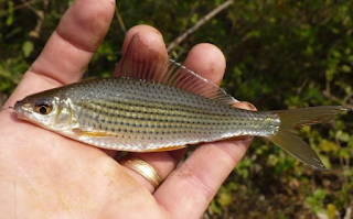 Ikan nilem (Osteochilus vittatus)