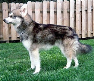 Alaskan Klee Kai Temperament