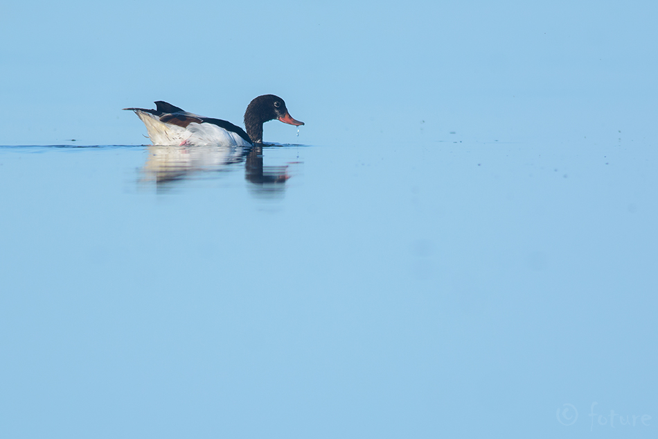 Ristpart, Tadorna tadorna, Common Shelduck, part, Northern, Red-billed