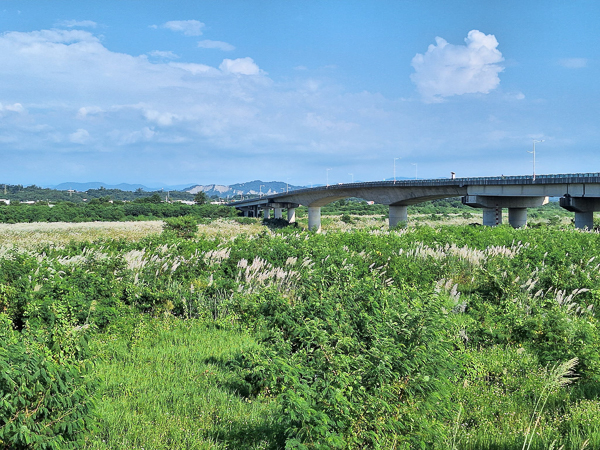 台南山上曾文溪畔大內橋甜根子草花海，白色芒花就像雪景好療癒