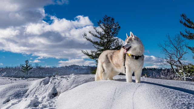 Dogs in winter HD Wallpapers #2