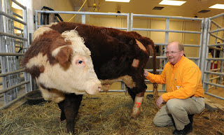 Angus, todo padrote para produccion de carne