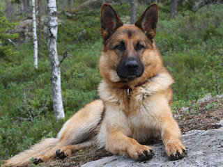 German Shepherd Wallpapers