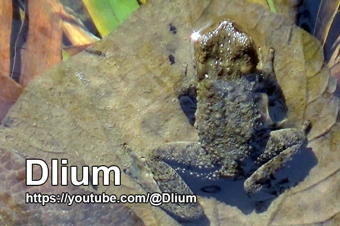 Dlium River toad (Phrynoidis asper)