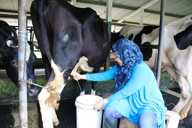 TEKNOLOGI PANGAN INDONESIA CARA MEMERAH SUSU SAPI YANG 