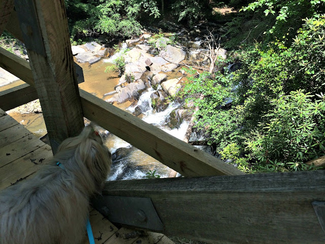 looking over the bridge at Tumbling Waters Trail at Tails Creek