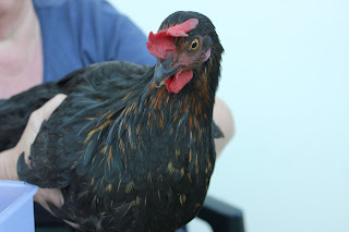 Treating a chicken for bumblefoot with a cabbage poultice