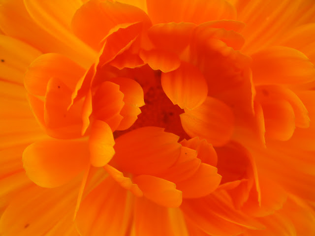 The bright orange of the centre of a pot marigold flower.