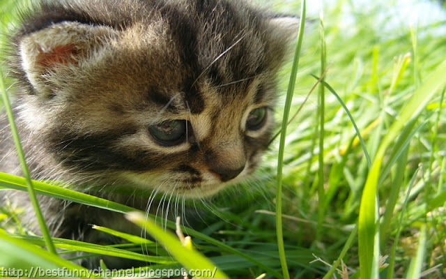 Kitten in the grass.