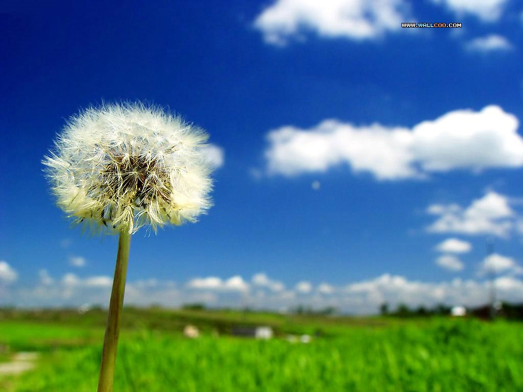 Dandelion Flower Wallpaper